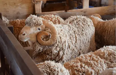 15 Best Sheep Breeds for Wool 2