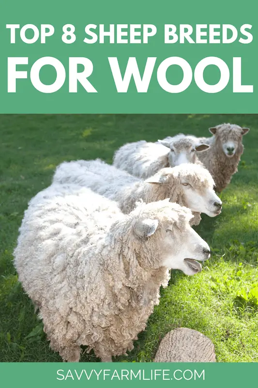 15 Best Sheep Breeds for Wool 5