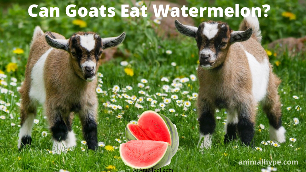 Can Goats Eat Cucumbers? 1