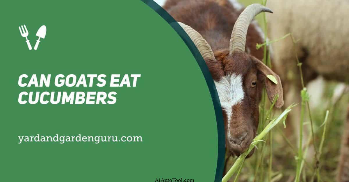 Can Goats Eat Cucumbers? 3